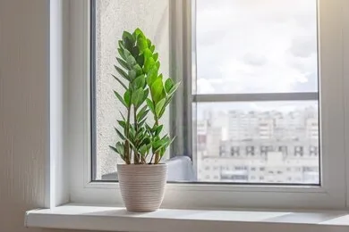 Window Sill